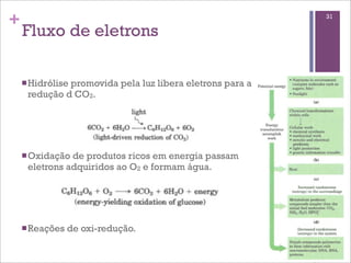 +                                                         31

    Fluxo de eletrons

    n Hidrólise
              promovida pela luz libera eletrons para a
     redução d CO2.




    n Oxidaçãode produtos ricos em energia passam
     eletrons adquiridos ao O2 e formam água.




    n Reações   de oxi-redução.
 