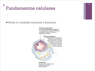 +                                                     6

    Fundamentos celulares

    n Célula   é a unidade estrutural e funcional.
 