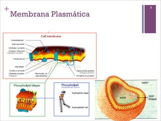 +                         8

    Membrana Plasmática
 