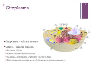 +                                                                    9

    Citoplasma




n Citoplasma         - volume interno.

n Citosol   - solução aquosa.
    n Enzimas   e RNA.
    n Aminoácidos     e nucleotídeos.
    n Pequenas     moléculas orgânicas (metabólitos).
    n Estruturas   macromoleculares (ribossomos, proteassomos...)
 