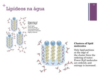 +                      11

    Lipídeos na água
 