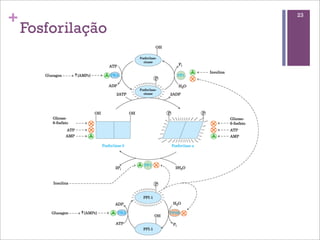 +                  23

    Fosforilação
 