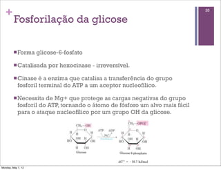 +                                                                           35

         Fosforilação da glicose

         n Forma   glicose-6-fosfato

         n Catalisada   por hexocinase - irreversível.

         n Cinase   é a enzima que catalisa a transferência do grupo
            fosforil terminal do ATP a um aceptor nucleofílico.

         n Necessita  de Mg+ que protege as cargas negativas do grupo
            fosforil do ATP, tornando o átomo de fósforo um alvo mais fácil
            para o ataque nucleofílico por um grupo OH da glicose.




Monday, May 7, 12
 