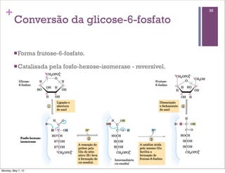 +                                                                  36

         Conversão da glicose-6-fosfato

         n Forma   frutose-6-fosfato.

         n Catalisada   pela fosfo-hexose-isomerase - reversível.




Monday, May 7, 12
 
