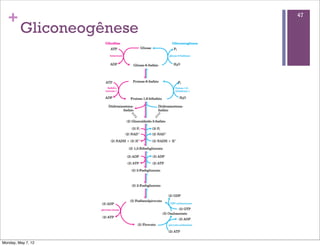 +                       47

         Gliconeogênese




Monday, May 7, 12
 