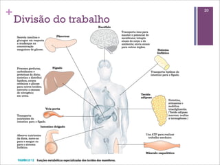 +                         20

    Divisão do trabalho
 