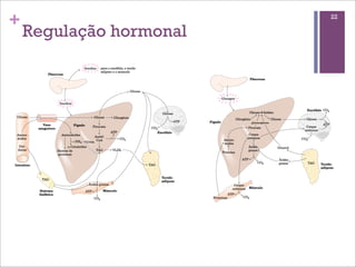 +                        22

    Regulação hormonal
 
