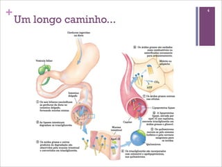 +                         4

    Um longo caminho...
 