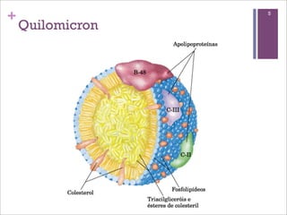 +                 5

    Quilomicron
 