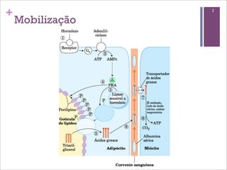 +                 7

    Mobilização
 