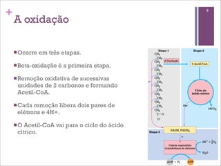+                                              9

    A oxidação

    n Ocorre   em três etapas.

    n Beta-oxidação   é a primeira etapa.

    n Remoçãooxidativa de sucessivas
     unidades de 2 carbonos e formando
     Acetil-CoA.

    n Cadaremoção libera dois pares de
     elétrons e 4H+.

    n OAcetil-CoA vai para o ciclo do ácido
     cítrico.
 