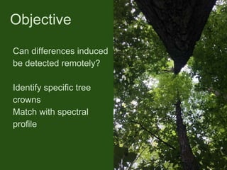 Objective
Can differences induced
be detected remotely?
Identify specific tree
crowns
Match with spectral
profile
 