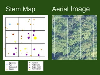 Stem Map Aerial Image
Species
Ash
Basswood
Beech
Hemlock
Red maple
Sugar maple
Yellow birch
 