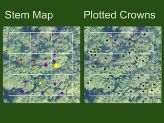 Stem Map Plotted Crowns
 