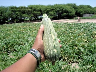 Imagen por ingjorge http://www.flickr.com/photos/iscjorgegarcia/2584811924/sizes/l/in/photostream/