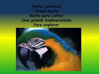 Pontos positivos 
Temos muito 
Muito para contar 
Uma grande biodiversidade 
Para explorar 
 