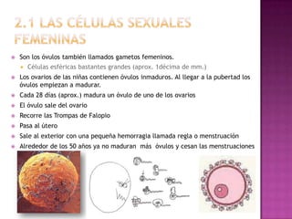    Son los óvulos también llamados gametos femeninos.
       Células esféricas bastantes grandes (aprox. 1décima de mm.)
   Los ovarios de las niñas contienen óvulos inmaduros. Al llegar a la pubertad los
    óvulos empiezan a madurar.
   Cada 28 días (aprox.) madura un óvulo de uno de los ovarios
   El óvulo sale del ovario
   Recorre las Trompas de Falopio
   Pasa al útero
   Sale al exterior con una pequeña hemorragia llamada regla o menstruación
   Alrededor de los 50 años ya no maduran más óvulos y cesan las menstruaciones
 
