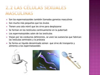    Son los espermatozoides también llamados gametos masculinos
   Son mucho más pequeños que los óvulos
   Tienen una cola móvil que les sirve para desplazarse
   Se forman en los testículos continuamente en la pubertad:
   Los espermatozoides salen de los testículos
   Viajan por los conductos deferentes, se unen las sustancias que fabrican
    las vesículas seminales y la próstata
   Se forma un liquido denominado semen que sirve de transporte y
    alimento a los espermatozoides
 