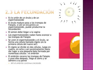    Es la unión de un óvulo y de un
    espermatozoide
   El óvulo maduro pasa a las trompas de
    Falopio, si allí se encuentra un
    espermatozoide, puede producirse la
    fecundación:
   El semen debe llegar a la vagina
   Los espermatozoides nadan hasta avanzar a
    las trompas de Falopio
   Se unen el espermatozoide y el óvulo, se
    forma una célula llamada cigoto (es la
    primera célula del nuevo ser)
   El cigoto se divide en dos células, luego en
    cuatro, en ocho y así sucesivamente hasta
    dar lugar a una pequeña bola formada por
    numerosas células : el embrión
   El embrión recorre las trompas de Falopio
    y unos días después, llega al útero y se
    adhiere a su pared
       Allí el embrión continua creciendo
 