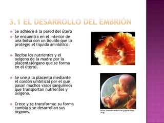    Se adhiere a la pared del útero
   Se encuentra en el interior de
    una bolsa con un liquido que lo
    protege: el liquido amniótico.

   Recibe los nutrientes y el
    oxígeno de la madre por la
    placenta(órgano que se forma
    en el útero).

   Se une a la placenta mediante
    el cordón umbilical por el que
    pasan muchos vasos sanguíneos
    que transportan nutrientes y
    oxígeno.

   Crece y se transforma: su forma
    cambia y se desarrollan sus
    órganos.
 