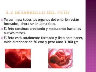  Tercer mes: todos los órganos del embrión están
  formados, ahora se le llama feto.
 El feto continua creciendo y madurando hasta los
  nueves meses.
 El feto está totalmente formado y listo para nacer,
  mide alrededor de 50 cms y peso unos 3.300 grs.
 