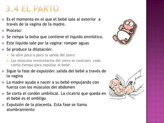    Es el momento en el que el bebé sale al exterior a
    través de la vagina de la madre.
   Proceso:
   Se rompa la bolsa que contiene el liquido amniótico.
   Este liquido sale por la vagina: romper aguas
   Se produce la dilatación:
       Se abre poco a poco la salida del útero
       Los músculos involuntarios del útero se contraen cada
        cierto tiempo para expulsar al bebé
   Sigue la fase de expulsión: salida del bebé a través de
    la vagina
   La madre ayuda a nacer a su bebé empujando con
    fuerza con los músculos del abdomen
   Se corta el cordón umbilical. La cicatriz que queda en
    el bebé es el ombligo
   Expulsión de la placenta. Esta fase se llama
    alumbramiento
 
