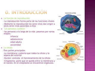  La función de reproducción
 - La reproducción forma parte de las funciones vitales
 - Mediante la reproducción los seres vivos dan origen a
  otros seres vivos parecidos a ellos
 Las personas cambian
 - las personas a lo largo de la vida pasamos por varias
  etapas:
          infancia
          adolescencia
          edad adulta
          ancianidad
 La célula
 -Tres partes principales
  -La membrana: cubierta que rodea la célula y la
  separa del exterior
  -Núcleo: controla el funcionamiento de la célula
  -Citoplasma: parte que se queda entre la membrana y
  el núcleo. En el citoplasma se encuentran orgánulos.
 