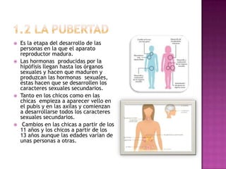    Es la etapa del desarrollo de las
    personas en la que el aparato
    reproductor madura.
   Las hormonas producidas por la
    hipófisis llegan hasta los órganos
    sexuales y hacen que maduren y
    produzcan las hormonas sexuales,
    éstas hacen que se desarrollen los
    caracteres sexuales secundarios.
   Tanto en los chicos como en las
    chicas empieza a aparecer vello en
    el pubis y en las axilas y comienzan
    a desarrollarse todos los caracteres
    sexuales secundarios.
    Cambios en las chicas a partir de los
    11 años y los chicos a partir de los
    13 años aunque las edades varían de
    unas personas a otras.
 