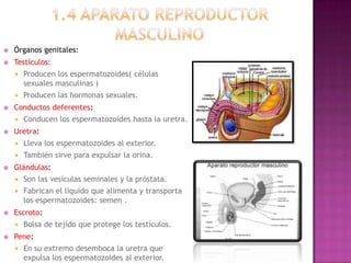    Órganos genitales:
   Testículos:
       Producen los espermatozoides( células
        sexuales masculinas )
       Producen las hormonas sexuales.
   Conductos deferentes:
       Conducen los espermatozoides hasta la uretra.
   Uretra:
       Lleva los espermatozoides al exterior.
       También sirve para expulsar la orina.
   Glándulas:
       Son las vesículas seminales y la próstata.
       Fabrican el liquido que alimenta y transporta
        los espermatozoides: semen .
   Escroto:
       Bolsa de tejido que protege los testículos.
   Pene:
       En su extremo desemboca la uretra que
        expulsa los espermatozoides al exterior.
 