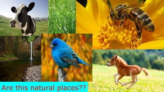 Are this natural places??
 