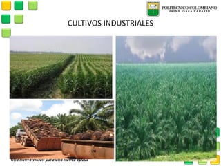 CULTIVOS INDUSTRIALES  