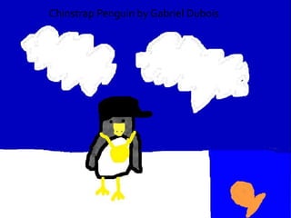 Chinstrap Penguin by Gabriel Dubois
 