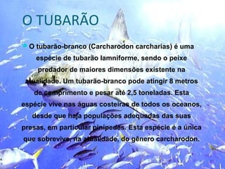 O TUBARÃO
O tubarão-branco (Carcharodon carcharias) é uma
    espécie de tubarão lamniforme, sendo o peixe
    predador de maiores dimensões existente na
 atualidade. Um tubarão-branco pode atingir 8 metros
   de comprimento e pesar até 2,5 toneladas. Esta
espécie vive nas águas costeiras de todos os oceanos,
   desde que haja populações adequadas das suas
presas, em particular pinípedes. Esta espécie é a única
que sobrevive, na atualidade, do gênero carcharodon.
 