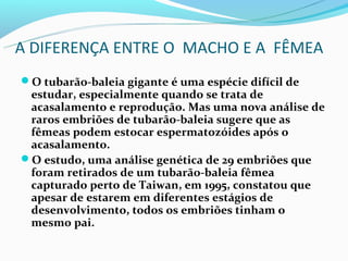 A DIFERENÇA ENTRE O MACHO E A FÊMEA
O tubarão-baleia gigante é uma espécie difícil de
 estudar, especialmente quando se trata de
 acasalamento e reprodução. Mas uma nova análise de
 raros embriões de tubarão-baleia sugere que as
 fêmeas podem estocar espermatozóides após o
 acasalamento.
O estudo, uma análise genética de 29 embriões que
 foram retirados de um tubarão-baleia fêmea
 capturado perto de Taiwan, em 1995, constatou que
 apesar de estarem em diferentes estágios de
 desenvolvimento, todos os embriões tinham o
 mesmo pai.
 