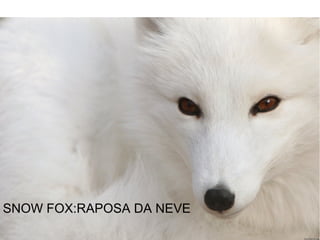 SNOW FOX:RAPOSA DA NEVE
 