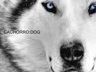 CACHORRO:DOG
 