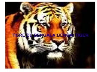 TIGRE DE BENGALA:BENGAl TIGER
 