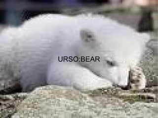 URSO:BEAR
 