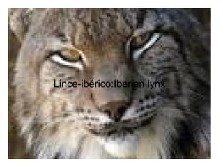 Lince-ibérico:Iberian lynx
 