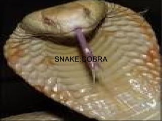 SNAKE:COBRA
 