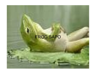 FROG:SAPO
 