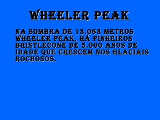 Wheeler PeakWheeler Peak
Na sombra de 13.063 metrosNa sombra de 13.063 metros
Wheeler Peak, hÁ PINheIrosWheeler Peak, hÁ PINheIros
brIstlecoNe de 5.000 aNos debrIstlecoNe de 5.000 aNos de
Idade QUe crescem Nos glacIaIsIdade QUe crescem Nos glacIaIs
rochosos.rochosos.
 