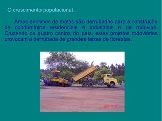 O crescimento populacional : Áreas enormes de matas são derrubadas para a construção de condomínios residenciais e industriais e de rodovias. Cruzando os quatro cantos do país, estes projetos rodoviários provocam a derrubada de grandes faixas de florestas.  