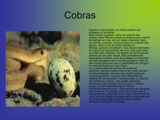 Cobras
   •   Quanto à reprodução, as cobras podem ser:
       ovíparas ou vivíparas.
       Nas cobras vivíparas, como na maioria das
       cobras, seus filhotes cobras se desenvolvem dentro
       da barriga da mãe, em um órgão chamado útero.
       As cobras ovíparas, como as aves e a maioria dos
       peixes, põem ovos de onde nascem os
       filhotes, quando completam o seu desenvolvimento.
       As cobras se reproduzem de ovos, isso quer dizer
       que elas são ovíparas. Os répteis se reproduzirem
       através de ovo com casca. Este precisava ser
       depositado na terra, a fim de proteger os embriões
       da ação predatória dos animais aquáticos. Isso se
       deu numa época em que a quantidade de inimigos
       no meio terrestre era nula. Esse
       ovo, desenvolvendo-se fora do ambiente
       aquático, permitiu sobrevivência de maior número
       de descendentes. Através das modificações do
       material genético, os tipos mais diferentes de
       répteis iam dominando o meio terrestre. A maioria
       dos ofídios é ovípara, mas muitas espécies
       venenosas são víparas, pois os ovos, a serem
       postos, já tem internamente um filhote
       completamente formado. Algumas poucas espécies
       são vivíparas. Os répteis produzem ovos com a
       casca flexível, parecida com o couro. Dentro há um
       saco com um líquido chamado amino que evita que
       os ovos percam água e deixem que oxigênio
       alcance o animal em formação.
 