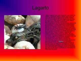 Lagarto
    •    Alguns lagartos são mais “espertos” que você. Ou
        melhor, a fisiologia deles é melhor que a sua. No
        caso das fêmeas de lagartos da família Teiidae,
        não há necessidade de haver algum machos para
        se reproduzir. Elas mesmo cuidam disso. Não é
        que elas sejam lésbicas, exatamente.
        Partenogênese é um tipo de reprodução assexuada
        encontrada em muitos organismos multicelulares.
        Basicamente, o que ocorre é uma divisão celular
        através por mitoses sucessivas de um só gameta.
        Não admira que nesse tipo de linhagem só nasçam
        fêmeas, já que um cromossomo Y aparece do nada
        só em contos de fábulas e na Bíblia (desculpem a
        redundância). Talvez aí esteja o segredo do
        mistério porque Jesus nunca se casou: Ele era
        menininha! No caso dos lagartinhos supracitados
        (ou melhor, lagartinhos-fêmeas), possuem uma boa
        riqueza genética, começando o processo
        reprodutivo com duas vezes o número dos
        cromossomos, igual a uma reprodução sexual. Em
        pesquisa publicada na Nature, os cientistas
        demonstram como com a hibridização sexual da
        espécie pode ser diferente, conseguindo manter
        uma diversidade genética, sem nunca emparelhar
        seus cromossomos homólogos (como as espécies
        que são sexuais fazem somando os cromossomos
        diferentes dos pais).
 