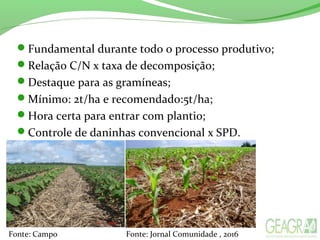Fundamental durante todo o processo produtivo;
Relação C/N x taxa de decomposição;
Destaque para as gramíneas;
Mínimo: 2t/ha e recomendado:5t/ha;
Hora certa para entrar com plantio;
Controle de daninhas convencional x SPD.
Fonte: Campo Fonte: Jornal Comunidade , 2016
 