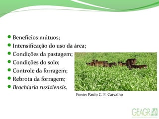 Benefícios mútuos;
Intensificação do uso da área;
Condições da pastagem;
Condições do solo;
Controle da forragem;
Rebrota da forragem;
Brachiaria ruziziensis.
Fonte: Paulo C. F. Carvalho
 