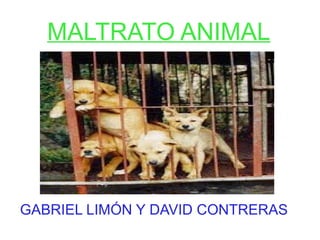MALTRATO ANIMAL
GABRIEL LIMÓN Y DAVID CONTRERAS
 