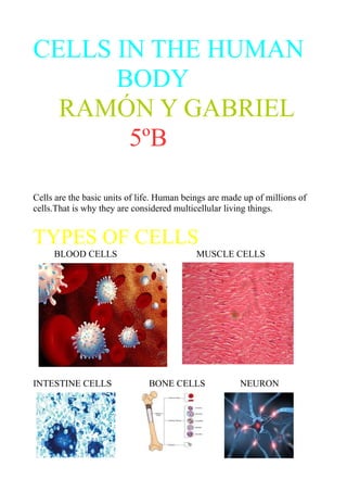 CELLS IN THE HUMAN 
BODY 
RAMÓN Y GABRIEL 
5ºB 
Cells are the basic units of life. Human beings are made up of millions of 
cells.That is why they are considered multicellular living things. 
TYPES OF CELLS 
BLOOD CELLS MUSCLE CELLS 
INTESTINE CELLS BONE CELLS NEURON 
