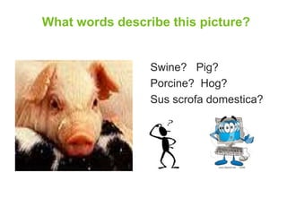 What words describe this picture? 
Swine? Pig? 
Porcine? Hog? 
Sus scrofa domestica? 
 